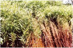 De l'osier à la vannerie dans la vallée du Petit-Morin