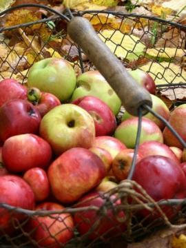 Panier en fil de fer contenant des pommes, posé au sol sur ds feuilles mortes.
