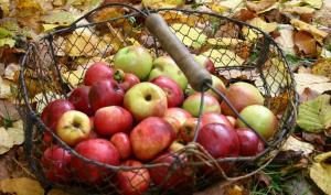 Panier en fil de fer contenant des pommes, posé au sol sur ds feuilles mortes.