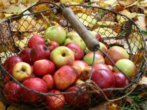 Panier en fil de fer contenant des pommes, posé au sol sur ds feuilles mortes.