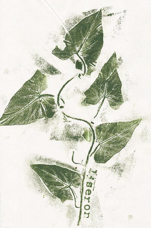 Empreinte de liseron réalisée à l'encre verte sur une feuille de papier