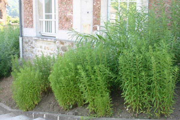 Une partie de la plantation d'osier aux abords du musée