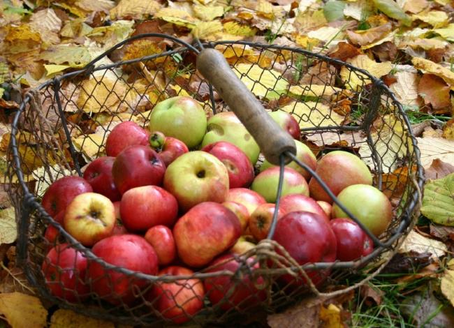 Panier grillagé contenant des pommes rouges et vertes, posé sur des feuilles mortes.
