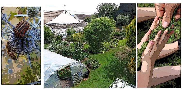Trois photos du jardin pédagogique ; au centre une vue globale du jardin, à gauche des insectes sur une fleur de chardon et à droite des mains d'enfant et d'adulte. Les photos sont stylisées à l'aide d'un filtre