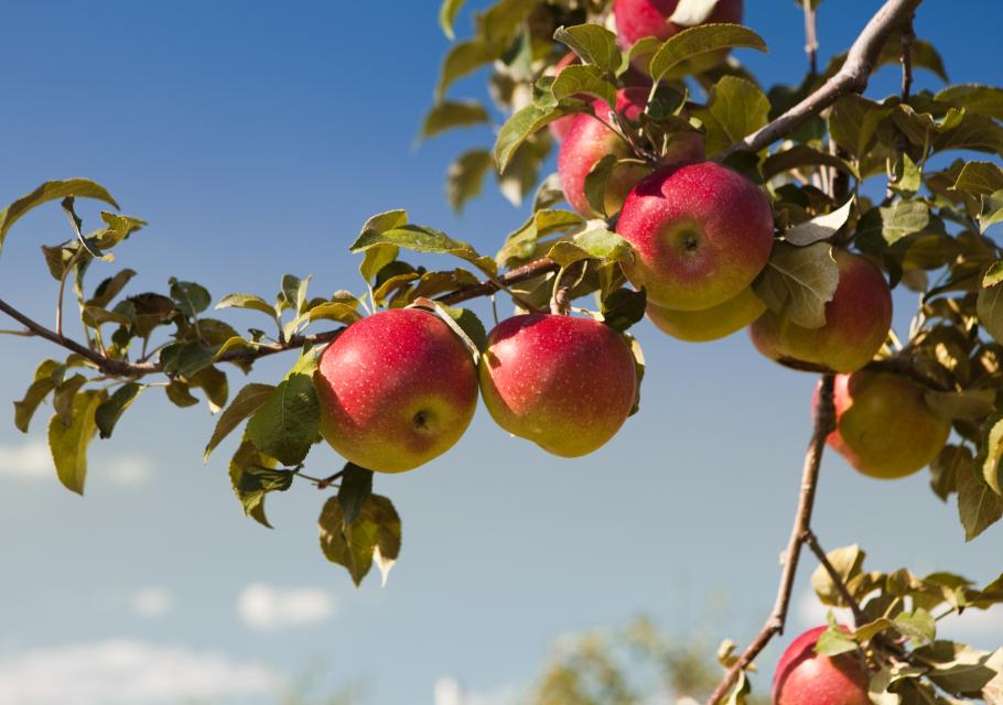 Photo en couleur de pommes mûres sur une branche de pommier